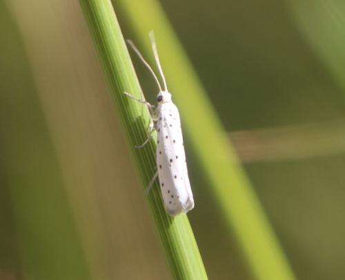 Yponomeuta sp.